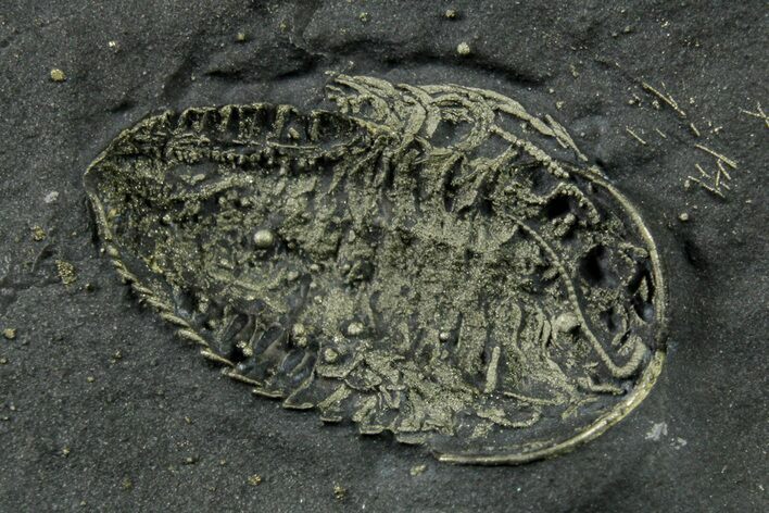 Pyritized Triarthrus Trilobite with Appendages - New York #383765